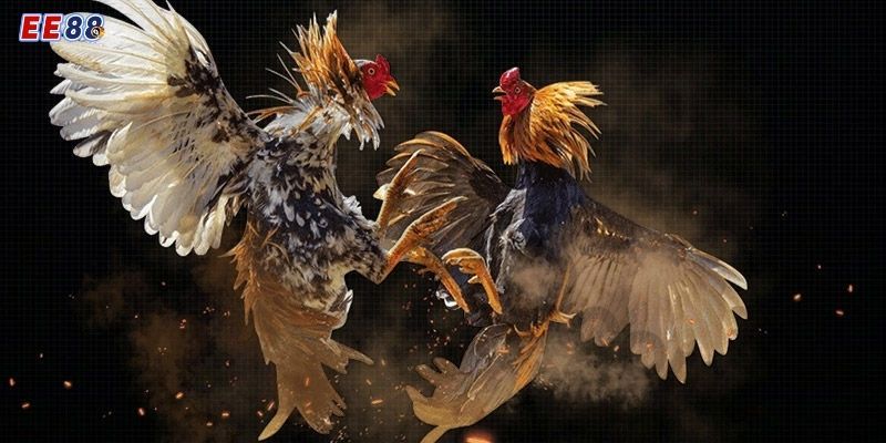 Trực Tiếp Đá Gà Cựa Sắt Thomo - Đỉnh Cao Cá Cược Tại EE88 Tổng quan về đá gà cựa sắt thomo tại nhà cái