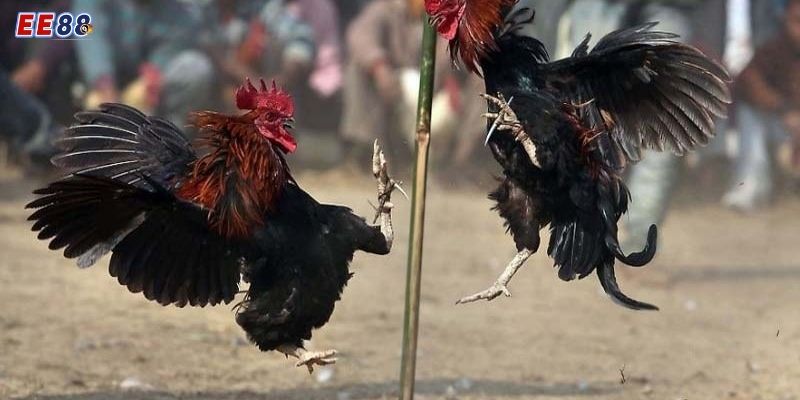 Xem Trực Tiếp Đá Gà Tre Hấp Dẫn - Kịch Tính Tại EE88 Một vài thủ thuật và kinh nghiệm cá cược đá gà