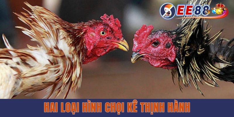 Đá Gà 789 - Mãn Nhãn Với Những Màn Chọi Kê Nảy Lửa Hai loại hình chọi kê thịnh hành