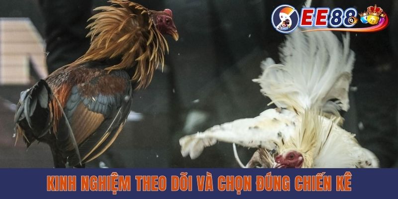 Trực Tiếp Đá Gà Philippines - Xem Miễn Phí Cùng EE88 Kinh nghiệm theo dõi và chọn đúng chiến kê